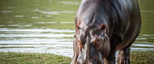 Hipopótamo. / Foto: MinAmbiente.
