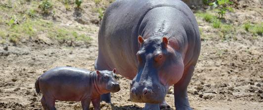 MinAmbiente presenta solicitud a India para avanzar en el traslado de hipopótamos desde Colombia
