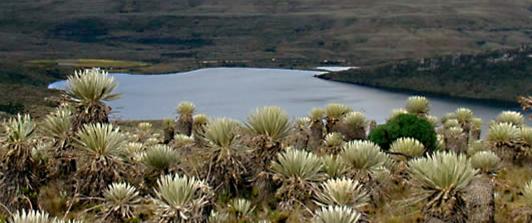 Parque Natural Sumapaz. / Foto: Parque Natural Sumapaz.