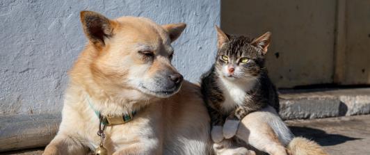 UE prohíbe cortar orejas y colas: una ley histórica cambia para siempre la vida de millones de mascotas
