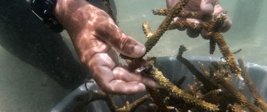 Cómo antiguos pescadores ahora siembran corales para salvar el Caribe
