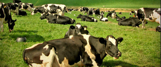 vacas en el campo, una de ellas acostada primer plano cuerpo entero