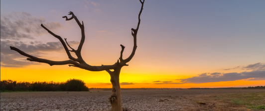 terreno seco, con un árbol seco en primer plano  y al fondo sol