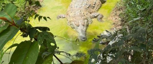 Plan para la liberación del caimán llanero, un reptil al borde de la extinción