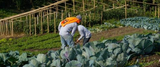 Colombia avanza en sustitución de cultivos de coca sin glifosato: 6.386 hectáreas erradicadas