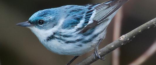 Aves migratorias en Colombia: conoce los viajes que conectan dos continentes
