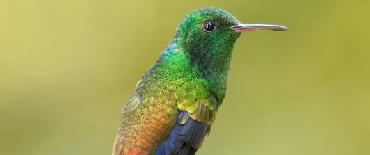 Cuatro nuevas especies de aves se suman al registro de biodiversidad de Colombia