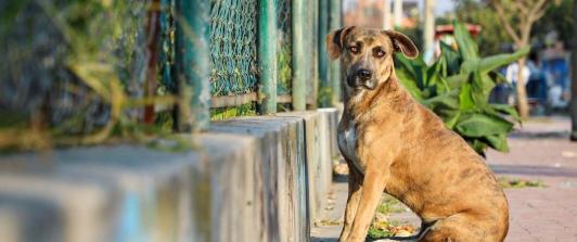 Hasta 11 años y 8 meses de cárcel por zoofilia: así quedó la nueva ley