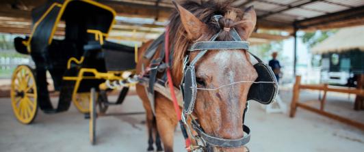 La Corte Constitucional le pone fin a los carruajes turísticos con animales