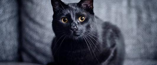 Fotografía de un gato negro en el hogar, con motivo del Día del gato negro en Colombia y las medidas de protección animal.