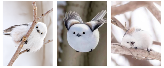 Hada de la nieve ave de Japón