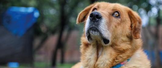 Corte prohíbe sacrificar animales por vejez extrema. Foto: Alcaldía de Bogotá.