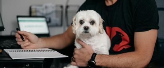¿Puede llevar a su perro o gato al trabajo? Estas son las reglas que Colombia está por definir