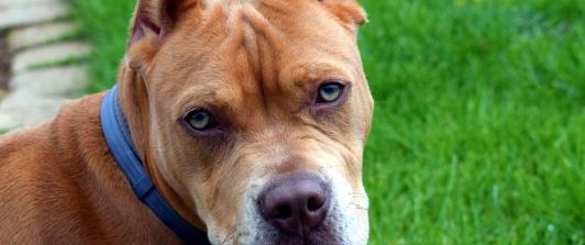 ¡Desgarrador-Pitbull-mato-a-un-gato-en-pleno-conjunto-residencial.jpg
