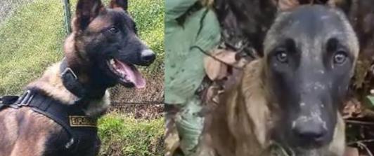 ¿Aparecio-Wilson-Encontraron-perro-parecido-en-la-selva-del-Caqueta.jpg