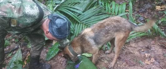 ¿Y-Wilson_-Que-se-sabe-del-perro-que-ayudo-en-la-busqueda-de-los-menores-en-Guaviare-1.jpg