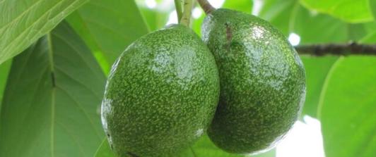 Aguacate.-Foto_-Colprensa..jpg