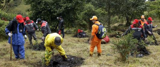 Arboles-sembrados-Colombia.jpg