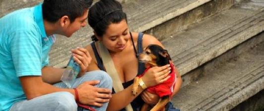 Avanzo-proyecto-ley-de-esterilizacion-gratuita-para-gatos-y-perros.jpg