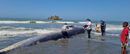 Ballena-en-San-Bernardo-del-Viento-Foto-Colprensa.jpeg