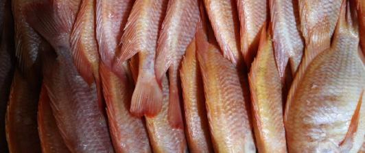 Barranquilla_-activan-operativos-para-controlar-los-precios-de-pescados-y-mariscos.jpg