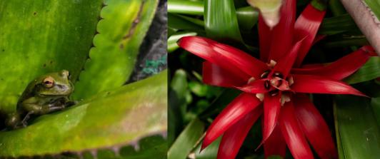 Bromelias-en-el-Jardin-Botanico-de-Bogota.-Foto_-Cortesia.jpg