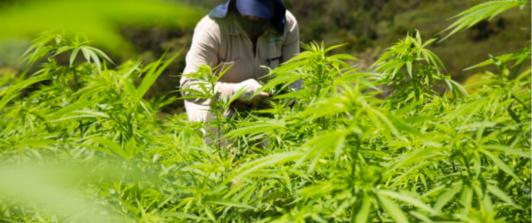 Cannabis-de-uso-adulto-es-aprobado-en-tercer-debate-de-la-reforma.jpg