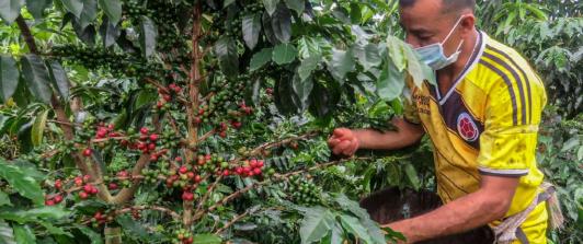 Colombia_cafe_Exportaciones.jpg