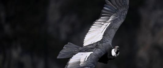 Condor_colombia_panorama.jpg