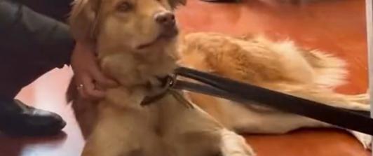 Cora-Lun-mascota-Filarmonica.jpg