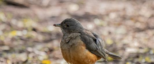 Cucuta-realizara-por-primera-vez-la-ruta-de-avistamiento-de-aves.jpg