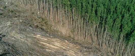 Deforestacion-Colombia-Reporte.jpg