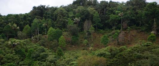 Deforestacion-Minambiente-Colombia.jpg