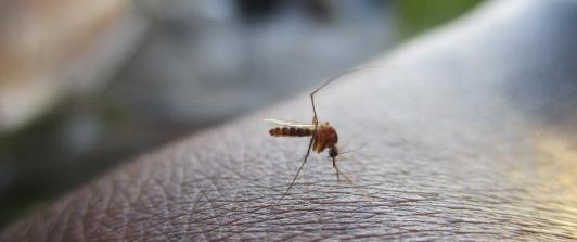 Dengue-Cartagena-casos.jpg