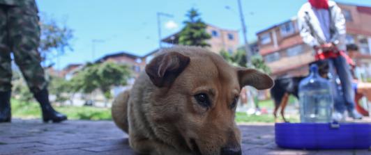 DerechoAnimal.jpg