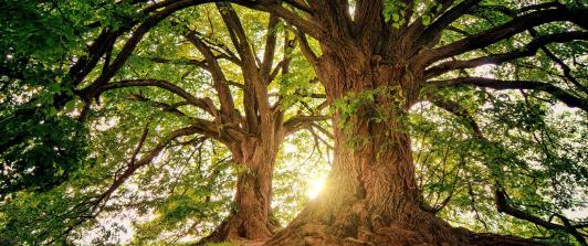 Dia-del-arbol.jpg