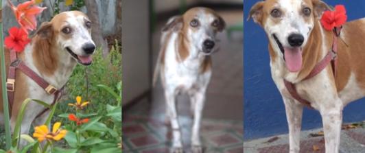 El-rostro-del-rescate-animal-la-valiente-historia-de-Cayena.jpg