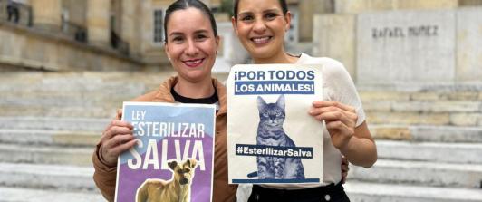 Esterilizacion-de-perros-y-gatos-alcance-y-financiacion-que-tendra-el-programa.jpg