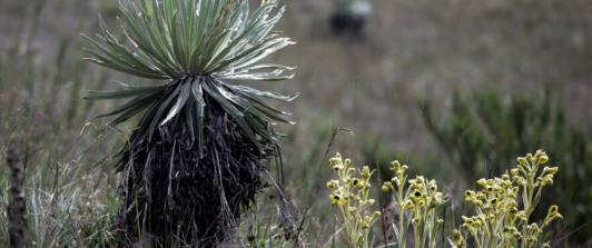 Frailejon-Ernesto-Perez-1.jpg