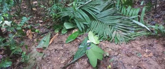 Guaviare-madre-de-ninos-rescatados-en-la-selva-estuvo-cuatro-dias-viva.jpg