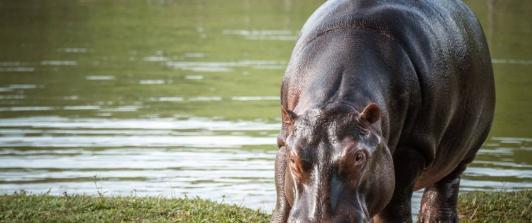Hipopotamos-1.jpg