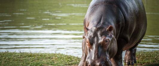 Hipopotamos-Puerto-Triunfo.jpg