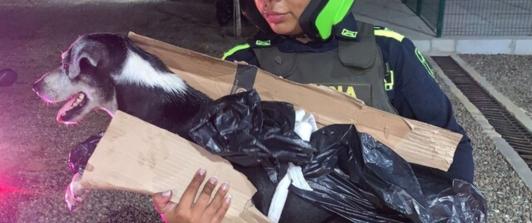 Hombre-que-ataco-a-un-perro-con-cuchillo-fue-capturado.jpg