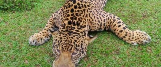 JaguarPuertoAsis.jpg