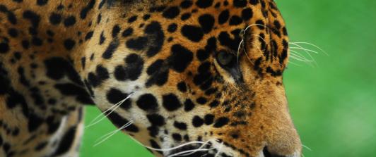 Jaguares-Colombia-Investigacion.jpg