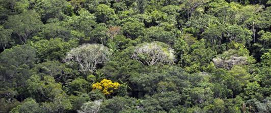 La-importancia-de-los-arboles-en-la-selva-amazonica-ante-el-cambio-climatico.jpg