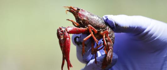 Langostilla-de-rio-o-cangrejo-rojo-¿Por-que-es-peligroso-que-este-en-Bogota_.jpg