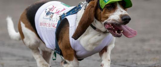Las-cifras-alrededor-de-las-mascotas-en-Colombia.jpg