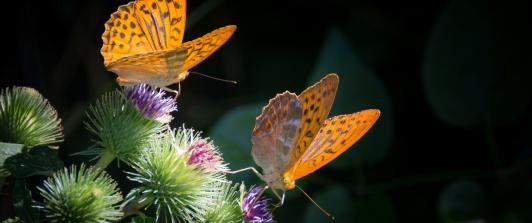 Mariposas-Colombia-Especies.jpg