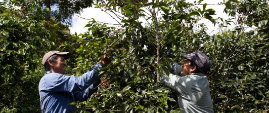 Mas-de-150-recolectores-de-cafe-se-beneficiaran-con-programas-laborales.jpg